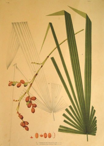 Acervo - Coleção bibliográfica - Detalhe do livro Sertum palmarum